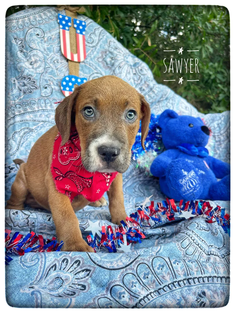 Sawyer thumbnail 6
