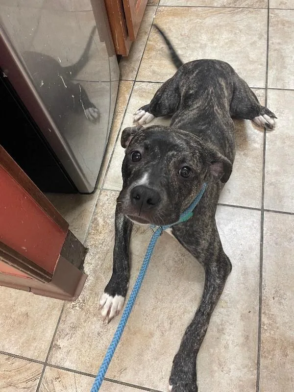 A young medium-sized female Black Mixed Breed dog named Brindi for adoption in Cincinnati, OH