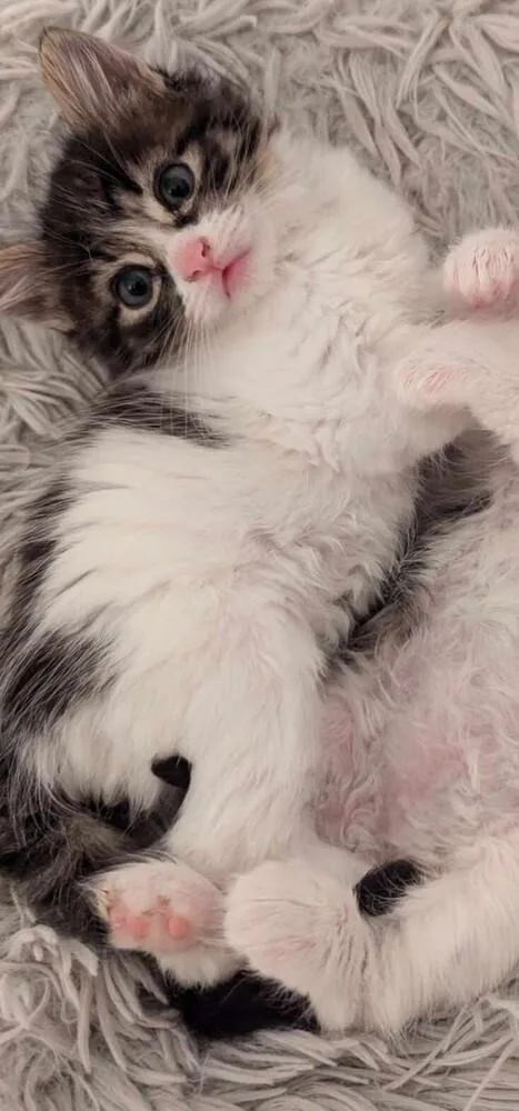 An adult medium-sized female Domestic Short Hair cat named Luna for adoption in Salinas, CA
