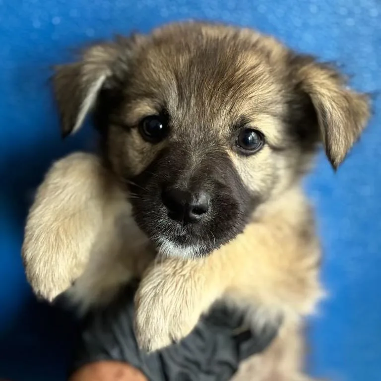 A baby medium-sized female Shepherd dog named Wuffin for adoption in Point Richmond, CA
