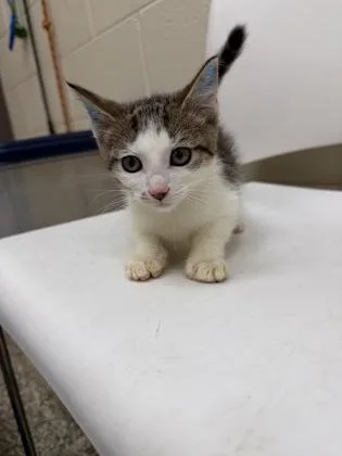 A baby small-sized male Domestic Short Hair cat named Croissant for adoption in Westland, MI