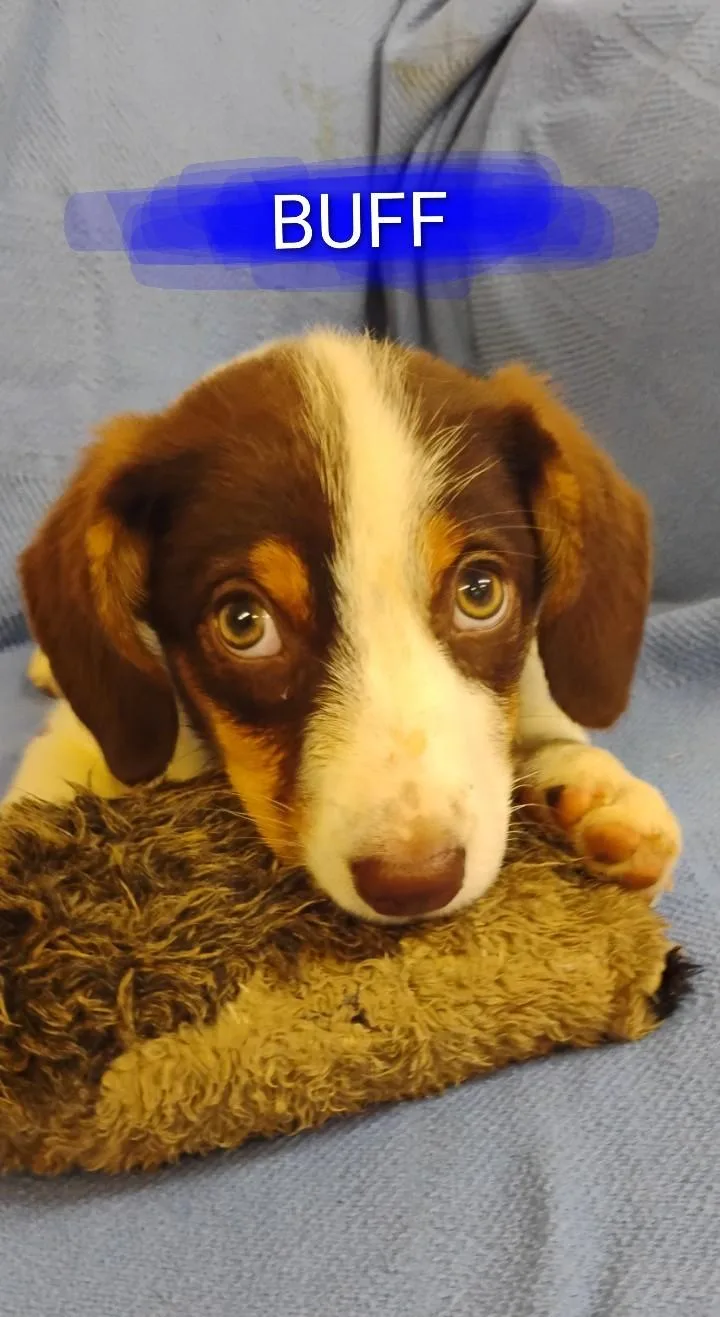 A baby medium-sized male Red / Chestnut / Orange Terrier dog named Buff for adoption in Saint Jo, TX