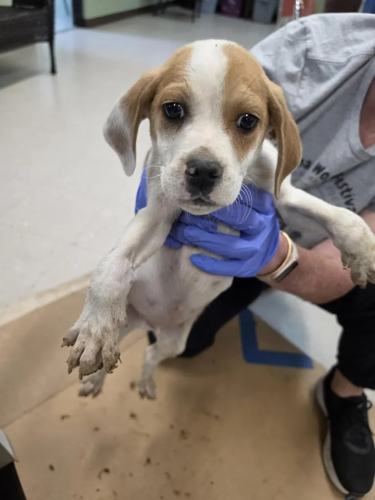 A baby small-sized male Black Mouth Cur dog named Simba for adoption in Burnsville, NC