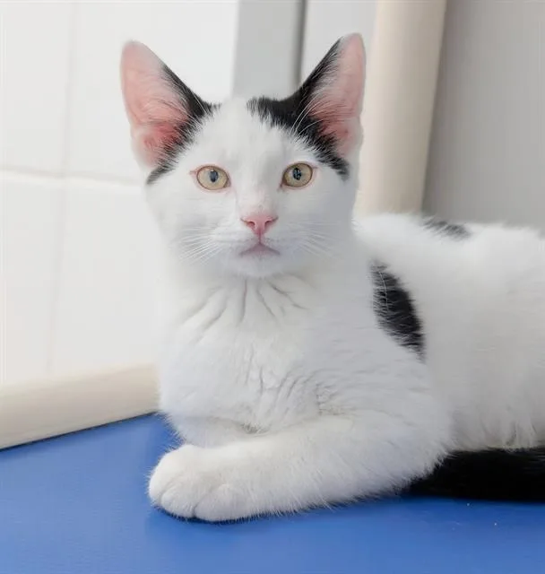 A baby small-sized male Domestic Short Hair cat named Jalapeno for adoption in Canfield, OH