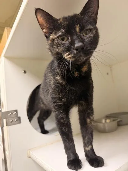An adult small-sized female Domestic Short Hair cat named Kennedy for adoption in Lowell, MA