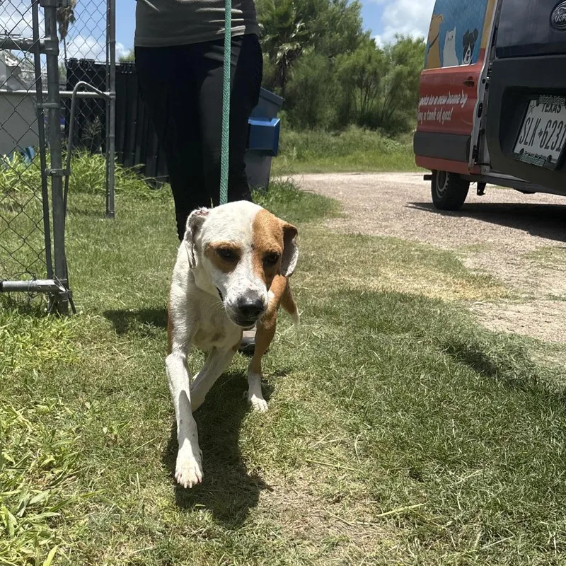 A young medium-sized male White / Cream Mixed Breed dog named Glasses for adoption in Austin, TX
