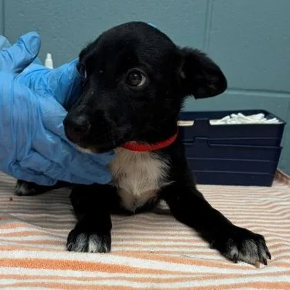 A young large-sized male Cattle Dog dog named Sonny for adoption in Kansas City, MO