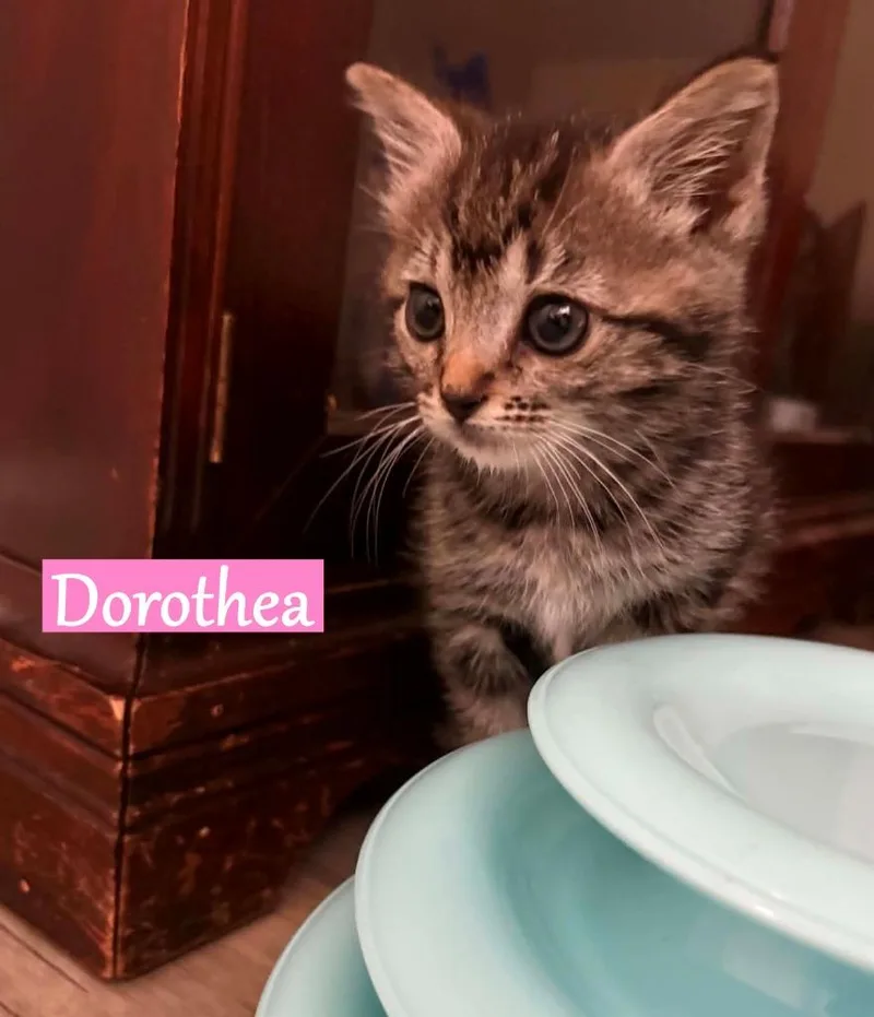 A baby medium-sized female Domestic Short Hair cat named Dorothea for adoption in Hoover , AL