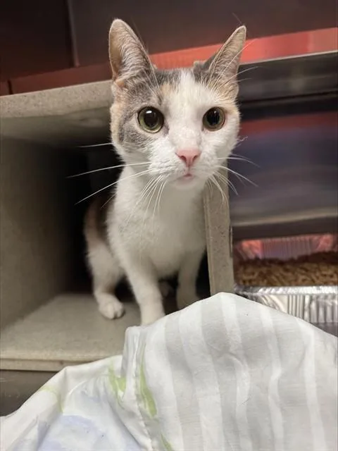 A young medium-sized female Domestic Short Hair cat named A for adoption in Louisville, KY