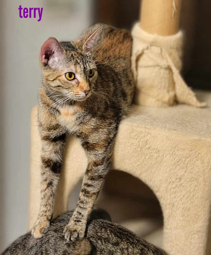 A baby medium-sized female Dilute Tortoiseshell Torbie cat named Terry for adoption in Fresno, CA