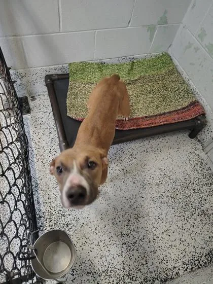 An adult medium-sized male Mixed Breed dog named Simba for adoption in West Chester, PA