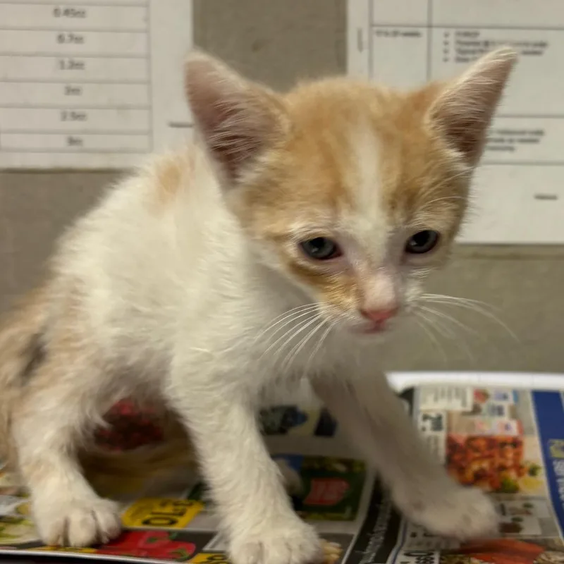 A baby small-sized male White Domestic Short Hair cat named Jack for adoption in Yuma, AZ