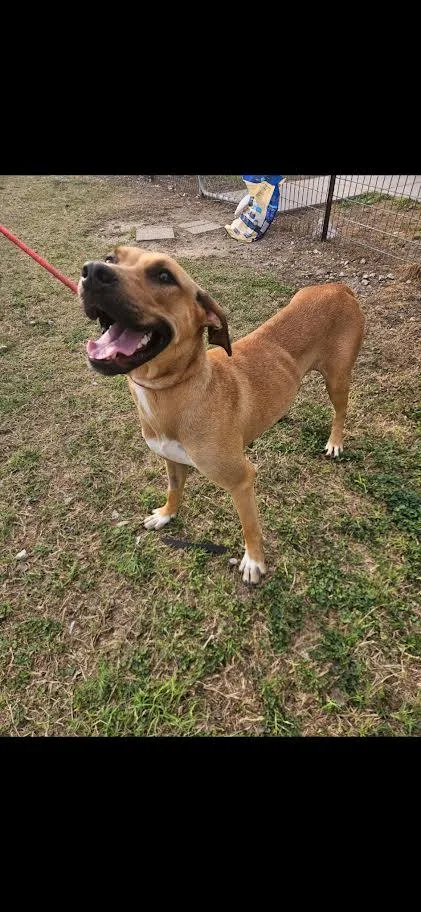 An adult medium-sized female Golden Labrador Retriever dog named Honey for adoption in CORPUS CHRISTI, TX