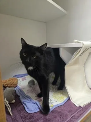 An adult small-sized male Domestic Short Hair cat named Jessie for adoption in Savannah, GA
