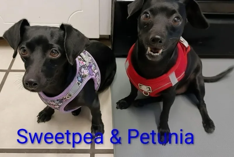 An adult small-sized female Black Chiweenie dog named Petunia for adoption in Temple, TX