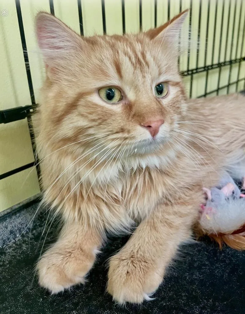 A young medium-sized male Domestic Long Hair cat named Davey for adoption in Muskegon, MI