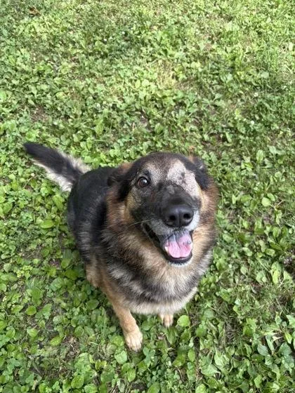 An adult large-sized male Brown / Chocolate Shepherd dog named Albert for adoption in Lafayette, IN