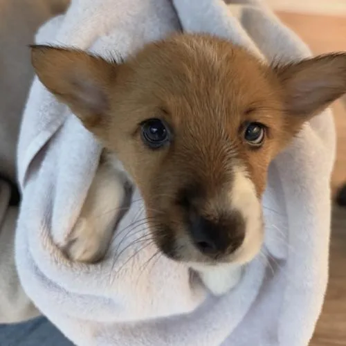A baby small-sized male Corgi dog named Argos for adoption in Twin lakes, WI