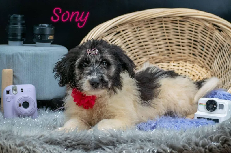 A baby small-sized female Yellow / Tan / Blond / Fawn Labradoodle dog named Sony for adoption in Sevierville, TN