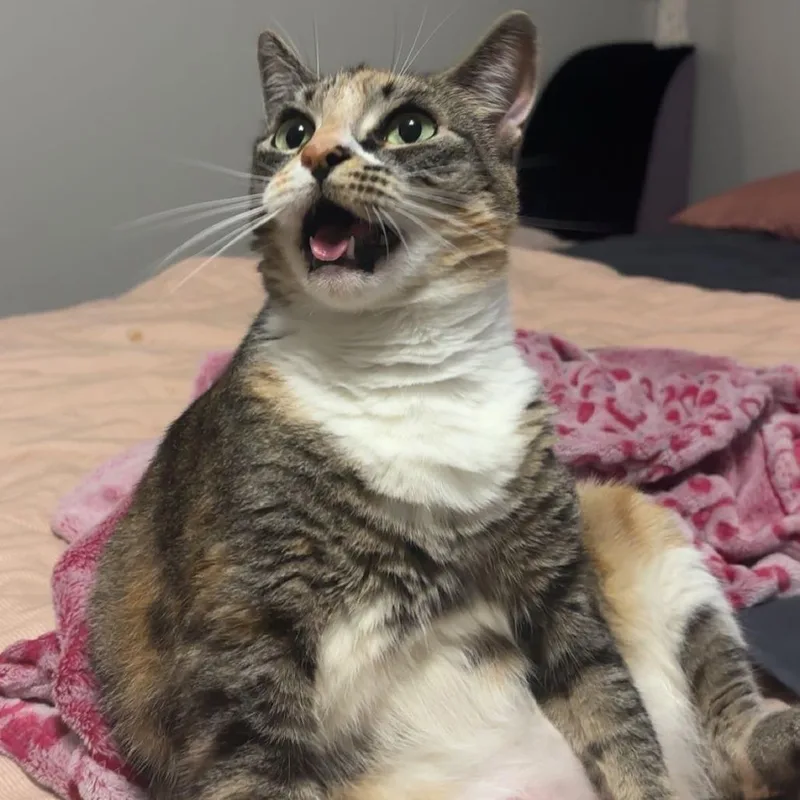 A young small-sized female Torbie Domestic Short Hair cat named Susie for adoption in Philadelphia, PA