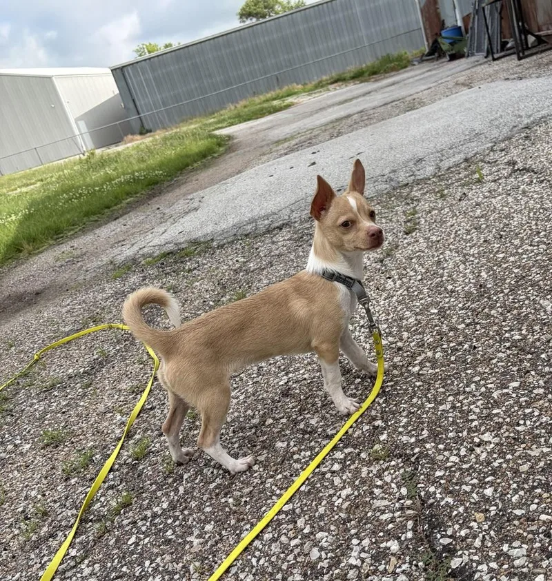 A baby small-sized male Chihuahua dog named Oliver for adoption in Fremont, NE