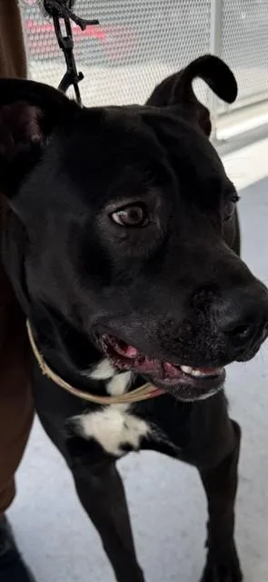 A young large-sized male American Bulldog dog named Choppa for adoption in Miami, FL