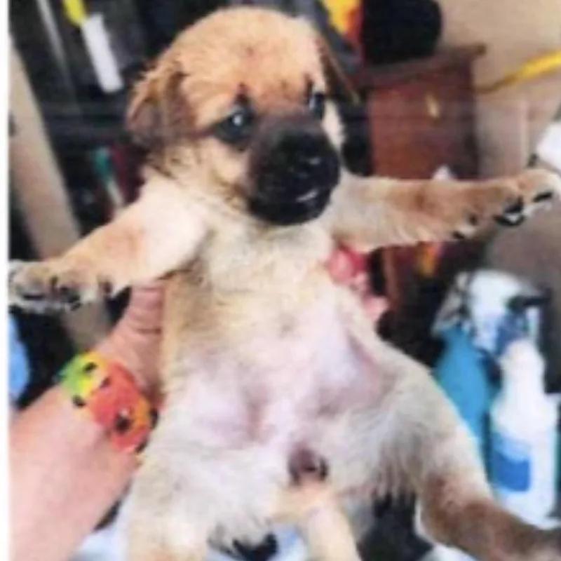 A baby small-sized female Brown / Chocolate Chihuahua dog named Chiweenie pup for adoption in Baton Rouge, LA