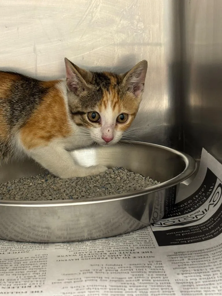 A baby medium-sized female Domestic Short Hair cat named Missy for adoption in Belton, TX
