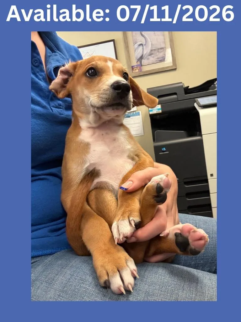 A baby medium-sized male Hound dog named Dog Kennel for adoption in Greenville, TX