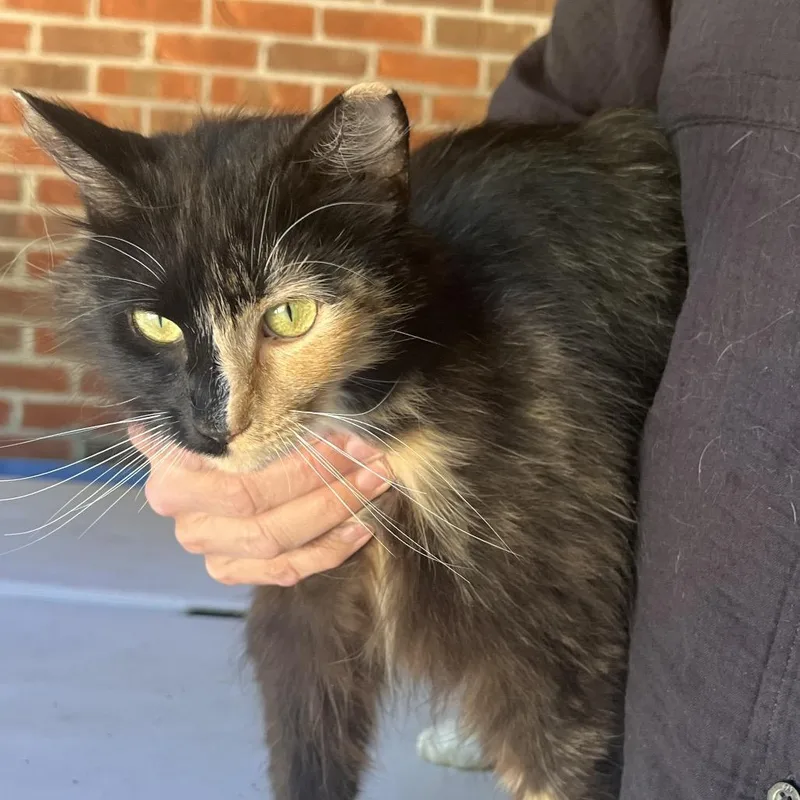 A young medium-sized female Calico Domestic Long Hair cat named Mia for adoption in Fredericksburg, VA