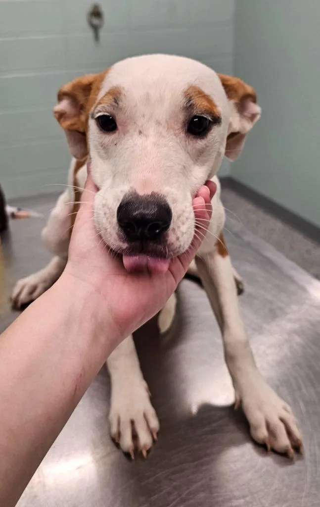 A baby medium-sized female Terrier dog named Piper for adoption in Athens, TN