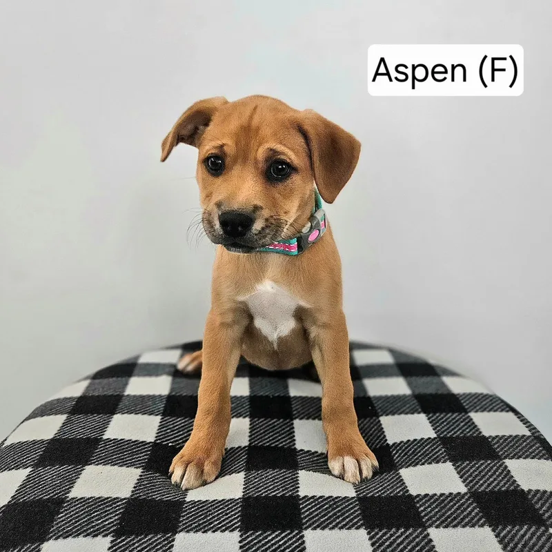 A baby medium-sized female Mixed Breed dog named Aspen for adoption in Watertown, WI