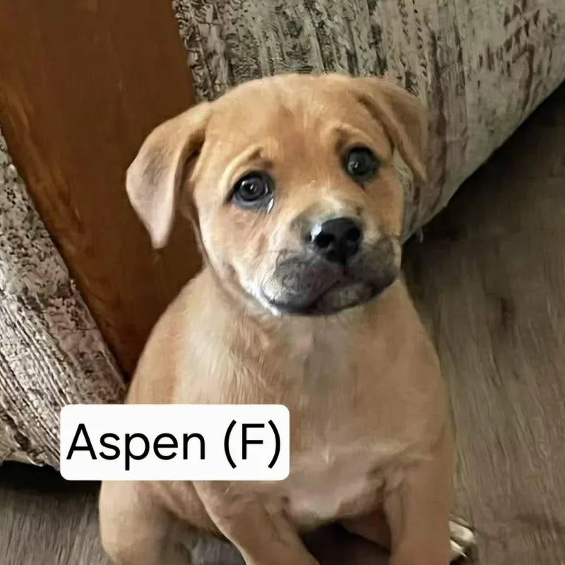 Aspen thumbnail 2