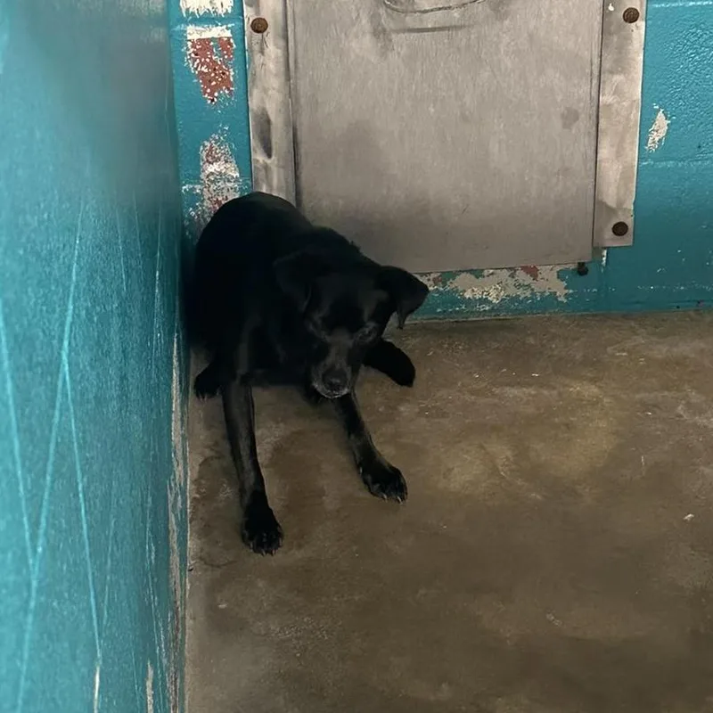 An adult medium-sized male Black Black Labrador Retriever dog named Orion's Belt for adoption in Austin, TX