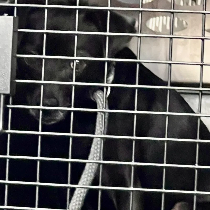 Orion's Belt thumbnail 2