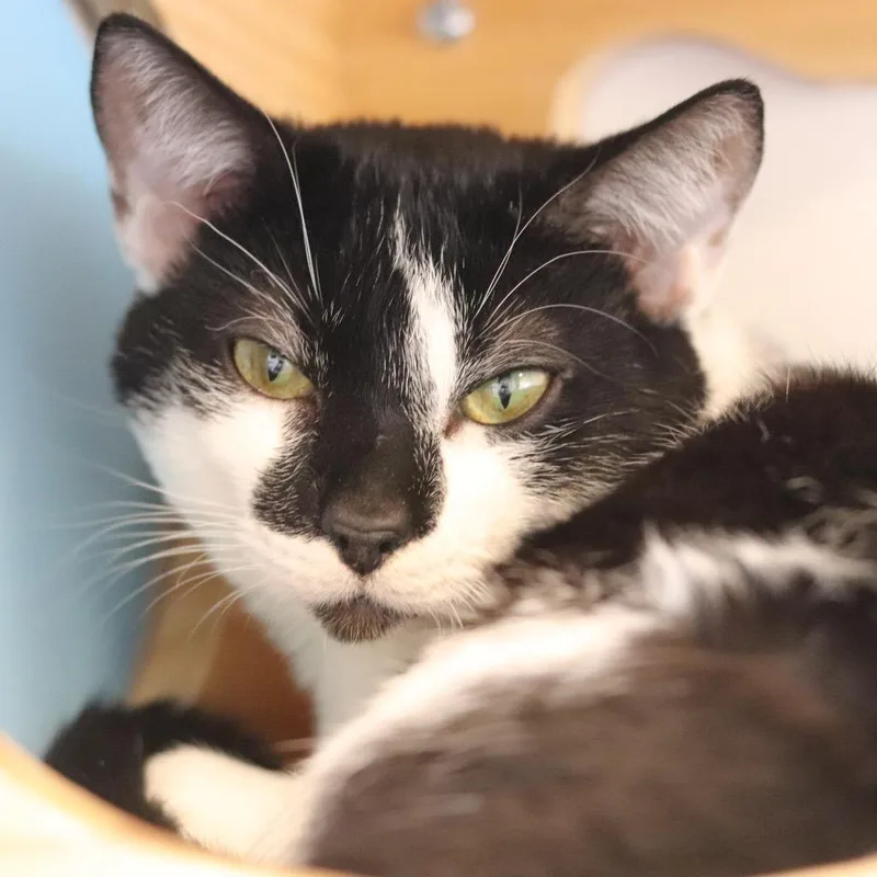 A young medium-sized male Black Domestic Short Hair cat named Phantom for adoption in Wheeling, IL