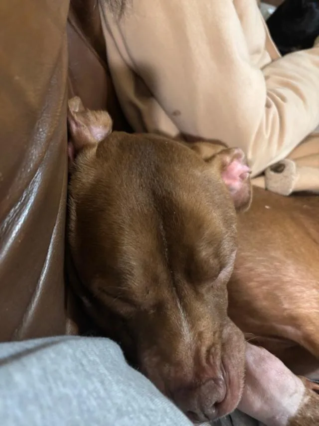 Slim Jim thumbnail 2