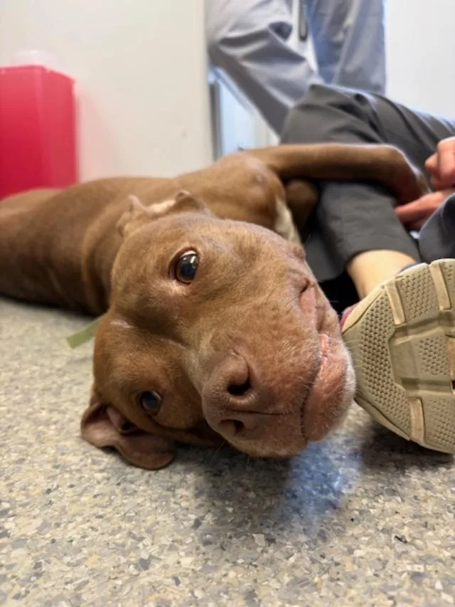 Slim Jim thumbnail 3