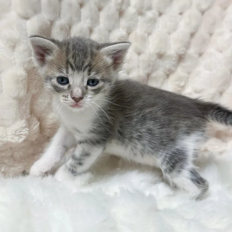 A baby small-sized female Gray / Blue / Silver Domestic Short Hair cat named Sarah for adoption in Long Beach, CA
