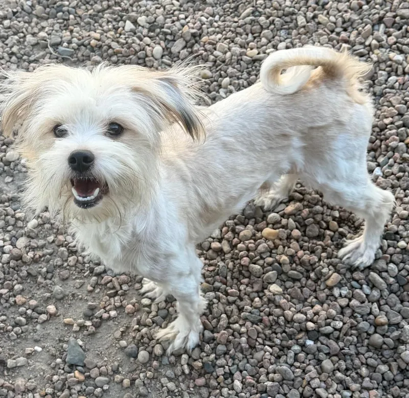 A young small-sized male Shih Tzu dog named Ken for adoption in Columbus, NE