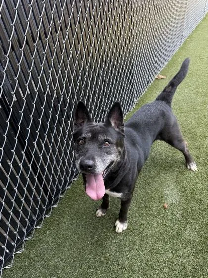 An adult large-sized female Mixed Breed dog named Papaya for adoption in Lafayette, IN