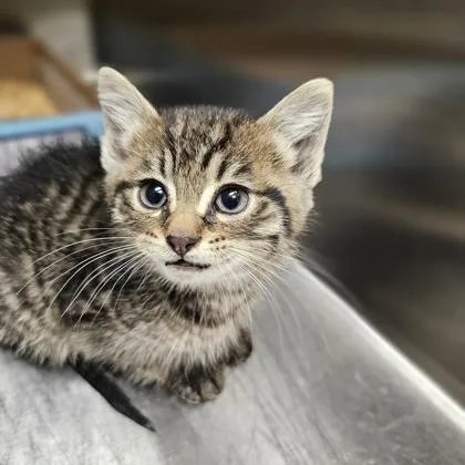 A young medium-sized male Domestic Short Hair cat named Chiquito for adoption in Kansas City, MO