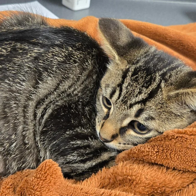 A baby small-sized male Brown / Chocolate Domestic Short Hair cat named Leroy for adoption in Waukesha, WI