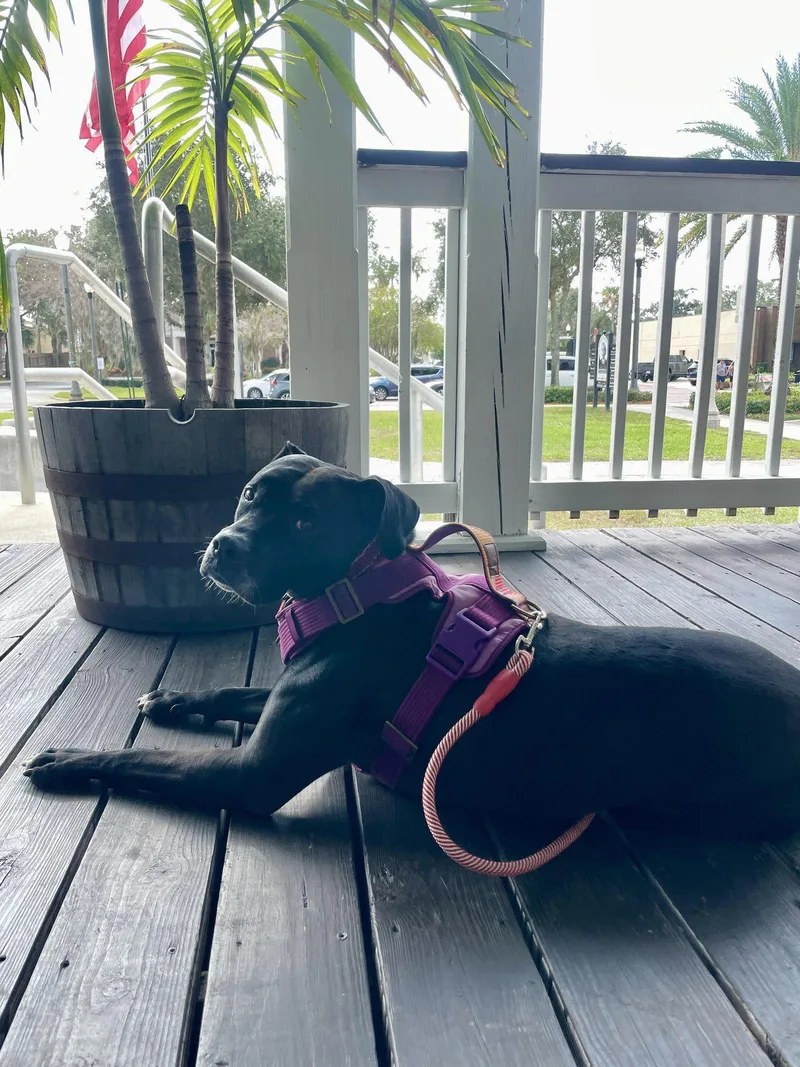An adult medium-sized female Black Labrador Retriever dog named Rosie Fh for adoption in Sanford, FL