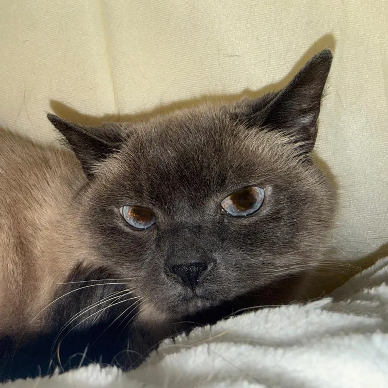 A senior small-sized female Gray / Blue / Silver Domestic Short Hair cat named Bailey Carter for adoption in Eagle Mountain, UT
