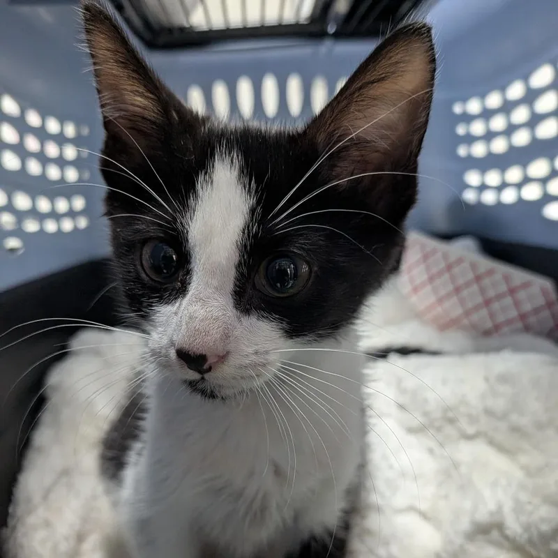 A baby small-sized female Black Domestic Short Hair cat named Boo for adoption in Newark, NJ