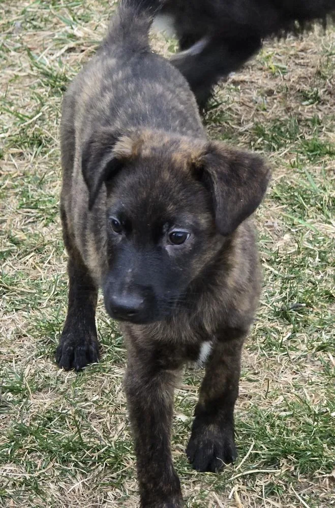 Theodore thumbnail 2