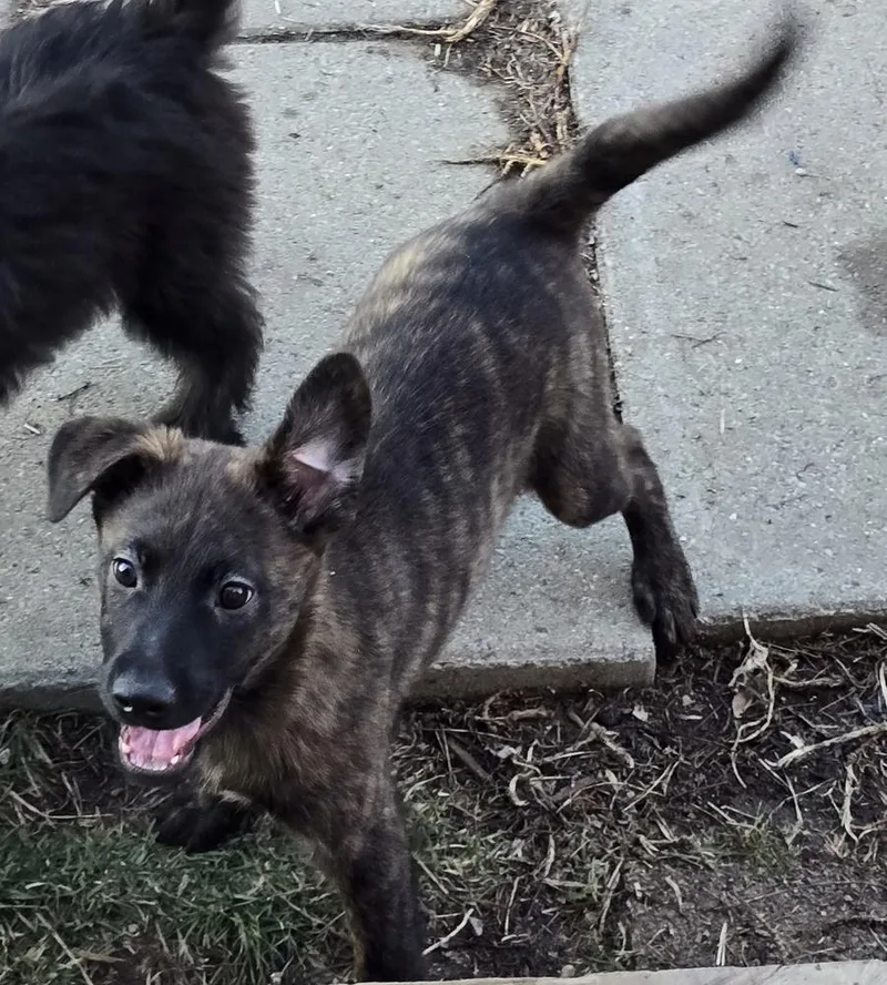 Theodore thumbnail 4