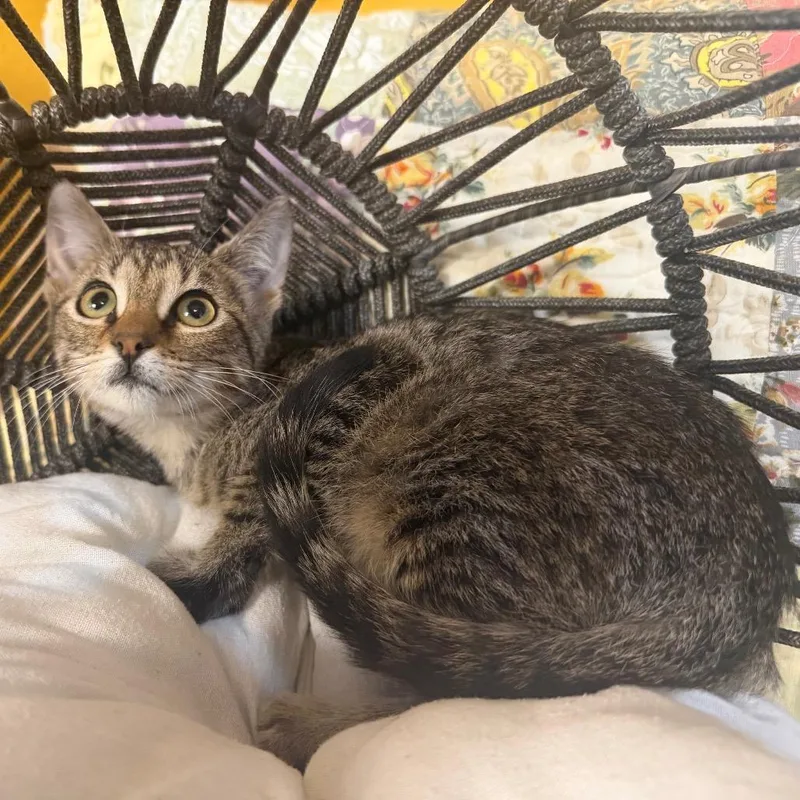 A baby small-sized female Brown / Chocolate Domestic Short Hair cat named Tetra for adoption in Flower Mound, TX