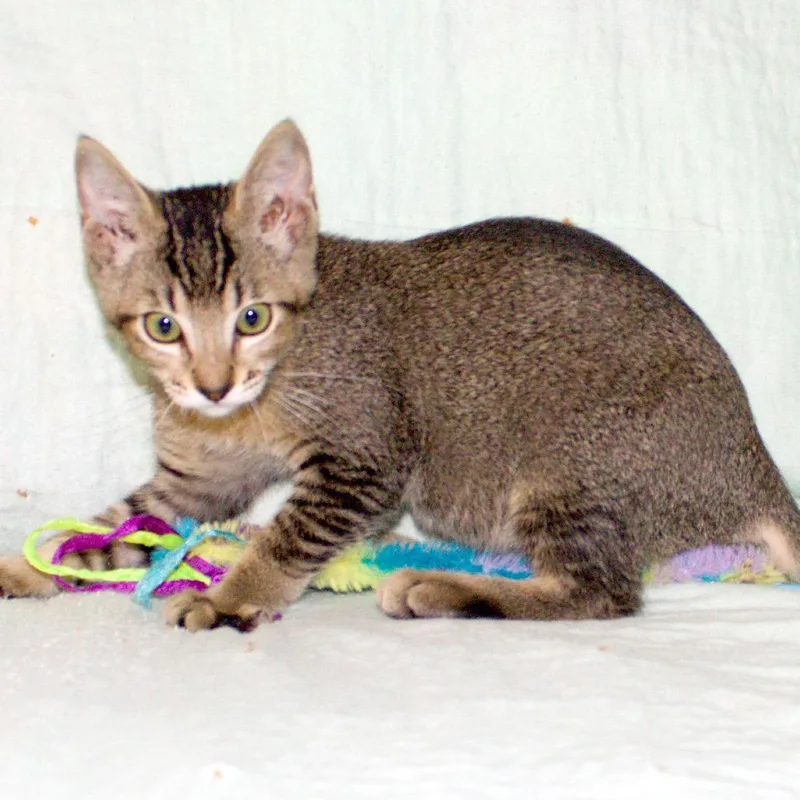A baby small-sized male Brown / Chocolate Abyssinian cat named Button for adoption in Hemet, CA